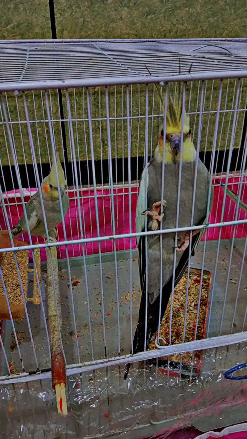 جفت عروس هلندی|پرنده|زهک, |دیوار