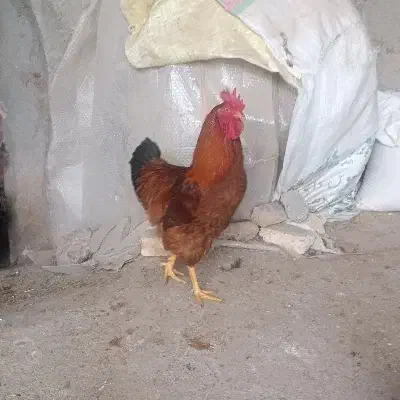 خروس مخصوص خونریزی|حیوانات مزرعه|خمین, |دیوار