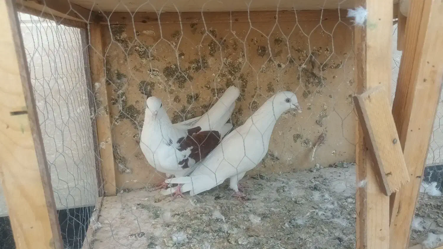 تعدای کفتر پرشی|پرنده|شریفآباد, |دیوار