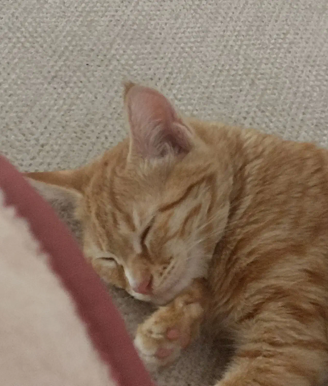 واگذاری گربه فوری|گربه|مهدی شهر, |دیوار