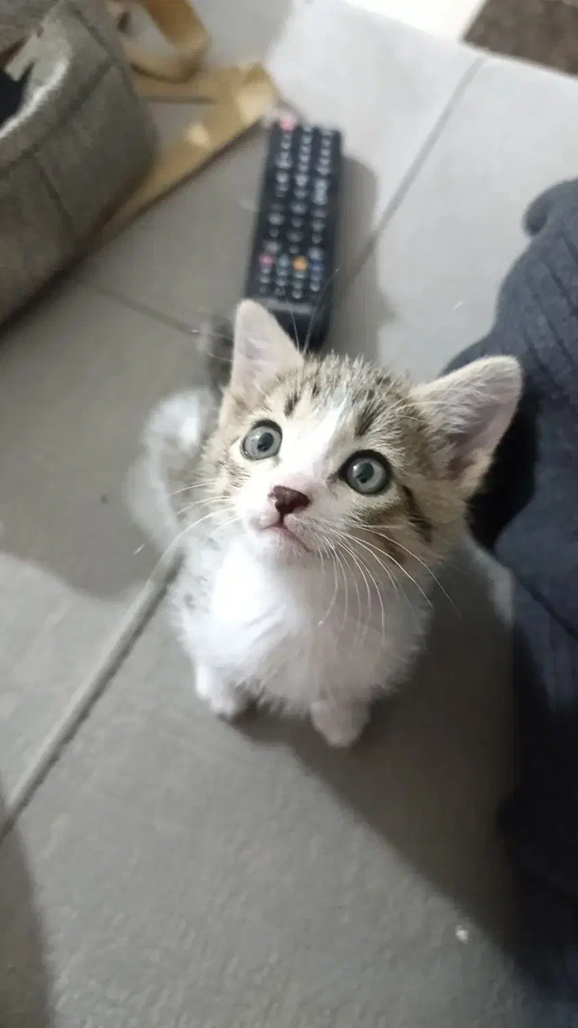 واگذاری بچه گربه|گربه|آمل, |دیوار