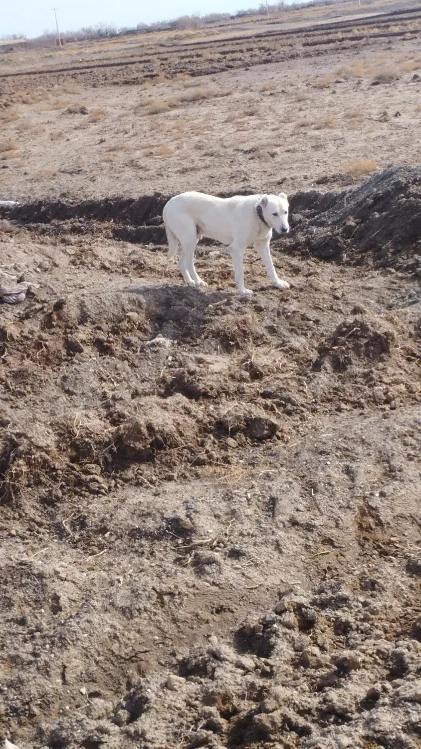 سگ گله ای|سگ|باشتین, |دیوار