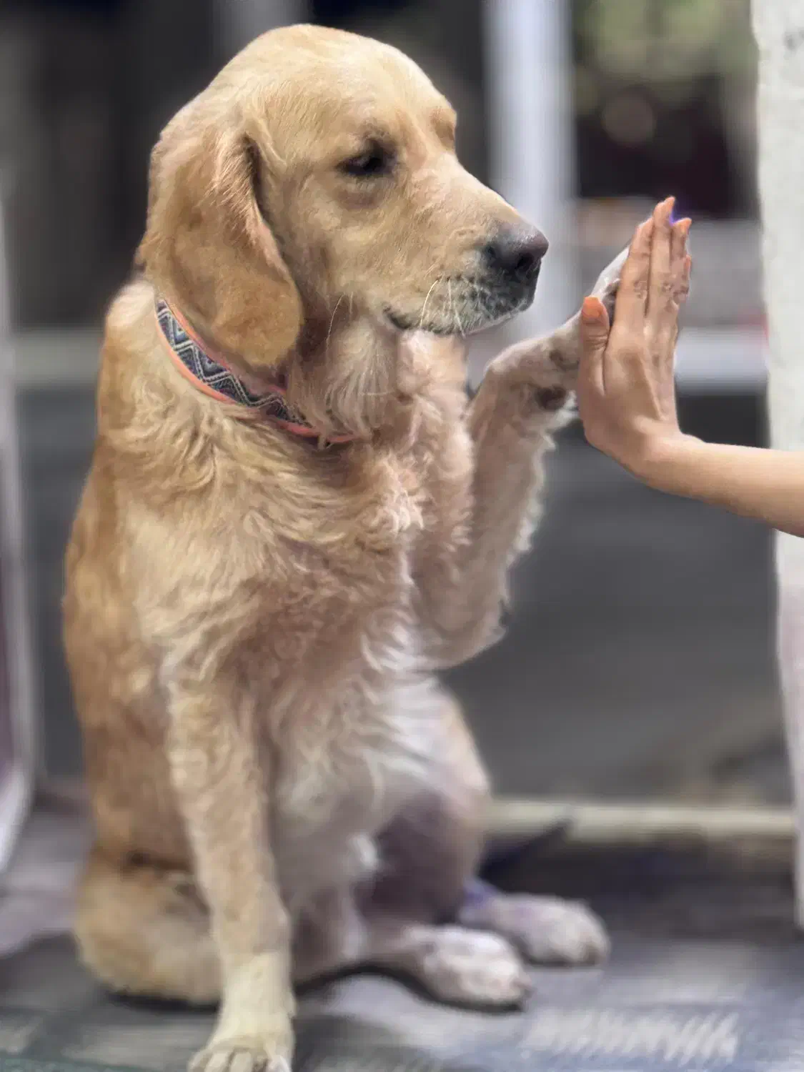 سگ گلدن|سگ|بندرلنگه, |دیوار