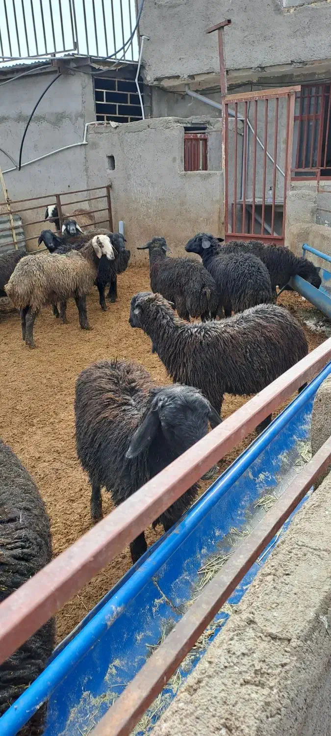 بره مناسب پروار|حیوانات مزرعه|ساوه, |دیوار