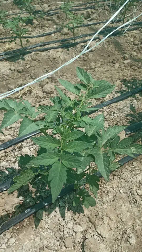 زمین کشاورزی|فروش دفتر صنعتی، کشاورزی، تجاری|میناب, |دیوار