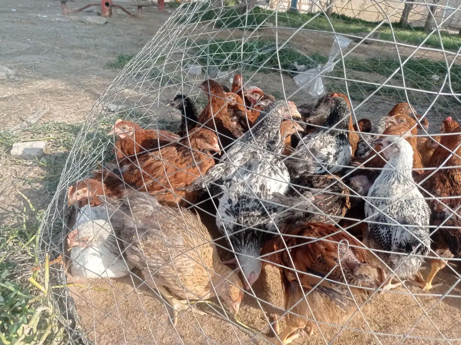 مرغ و خروس محلی|حیوانات مزرعه|هندیجان, |دیوار