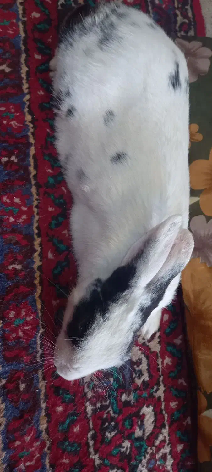 خرگوش|موش و خرگوش|همدان, |دیوار