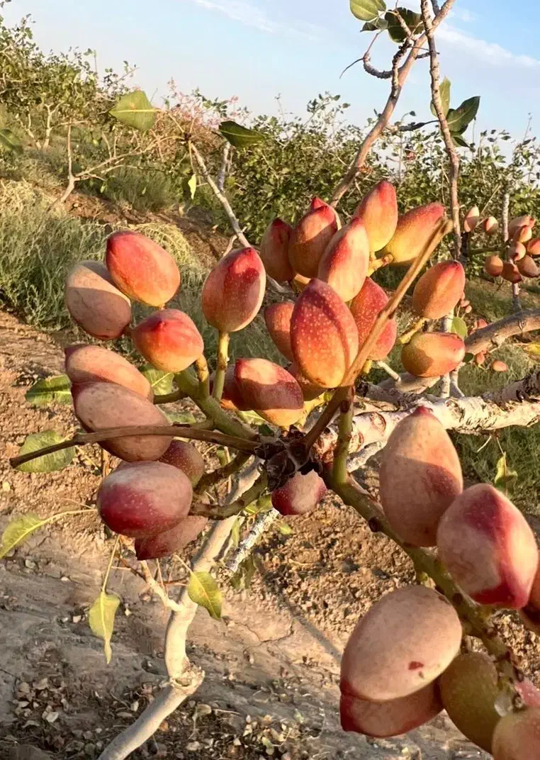 باغ پسته ۲ هکتار ۱۹ ساله|فروش زمین و ملک کلنگی|میان جلگه, |دیوار