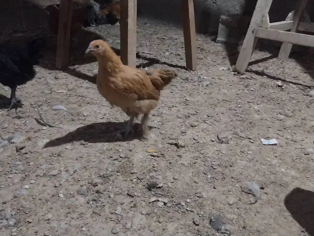 خروس و مرغ محلی به همراه جوجه|حیوانات مزرعه|الیگودرز, |دیوار