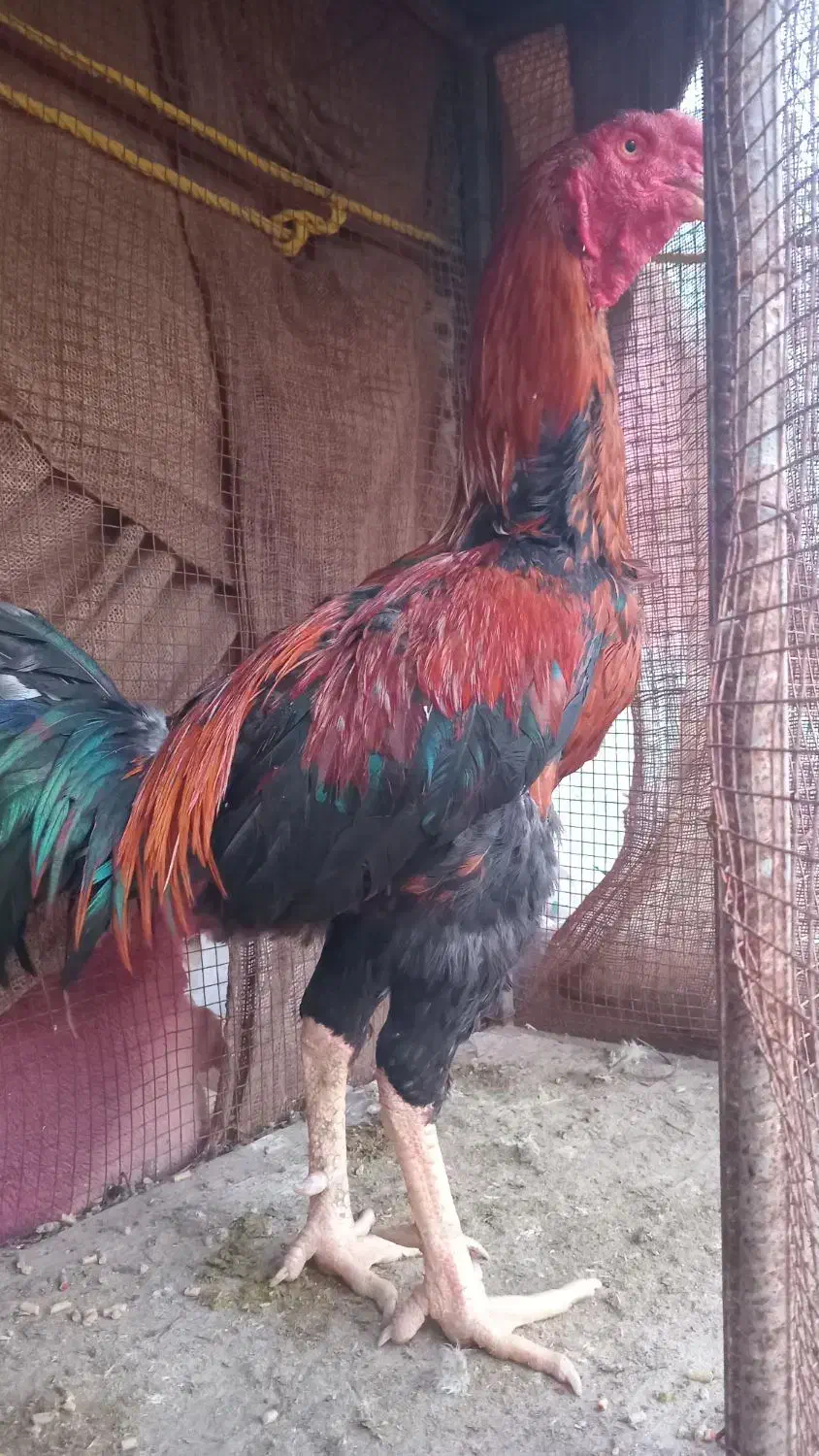 خروس|حیوانات مزرعه|بندرعباس, |دیوار