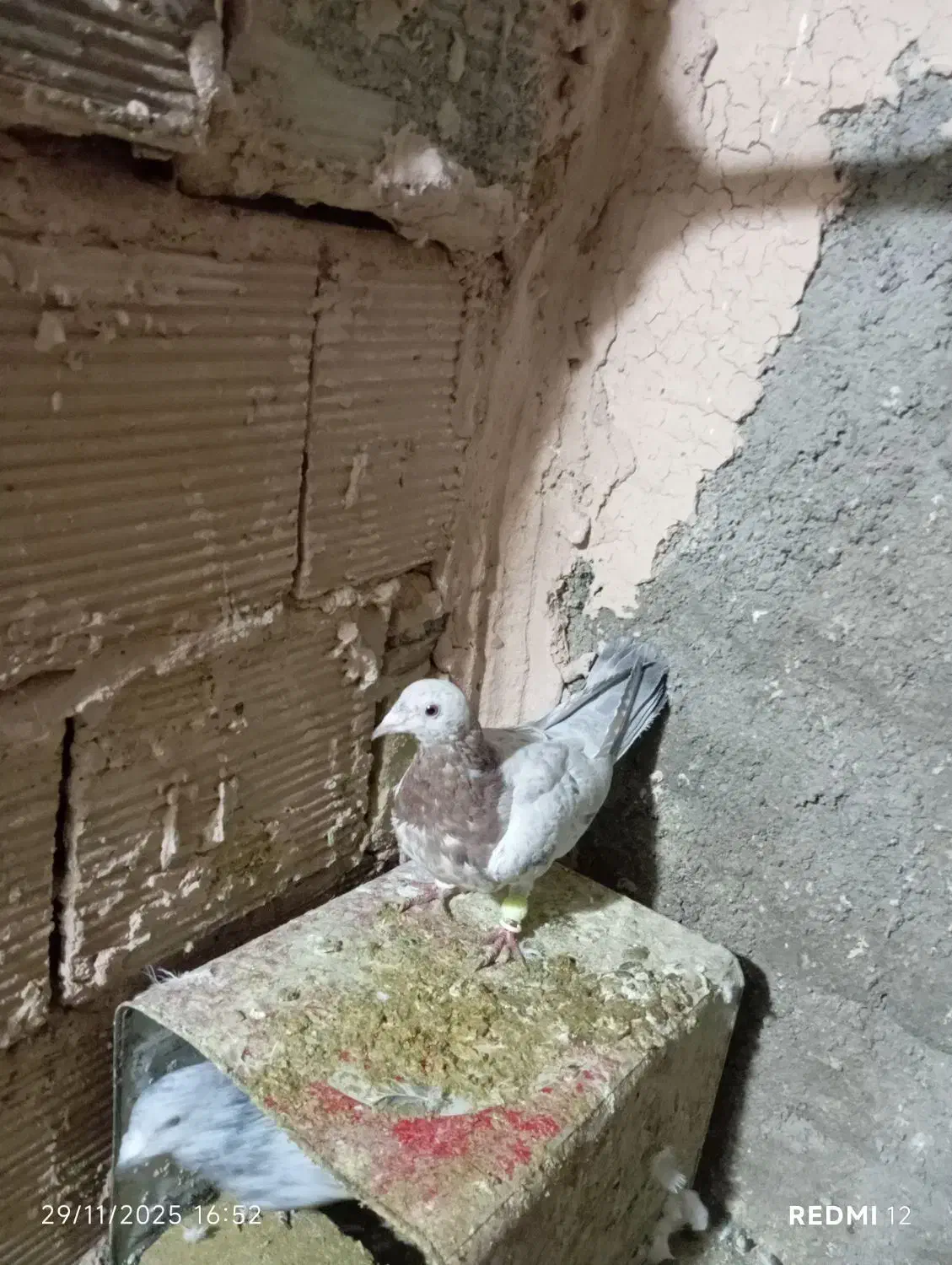 کله هما و جوجه هفت رنگ|پرنده|سبزوار, جوادیه شرقی|دیوار