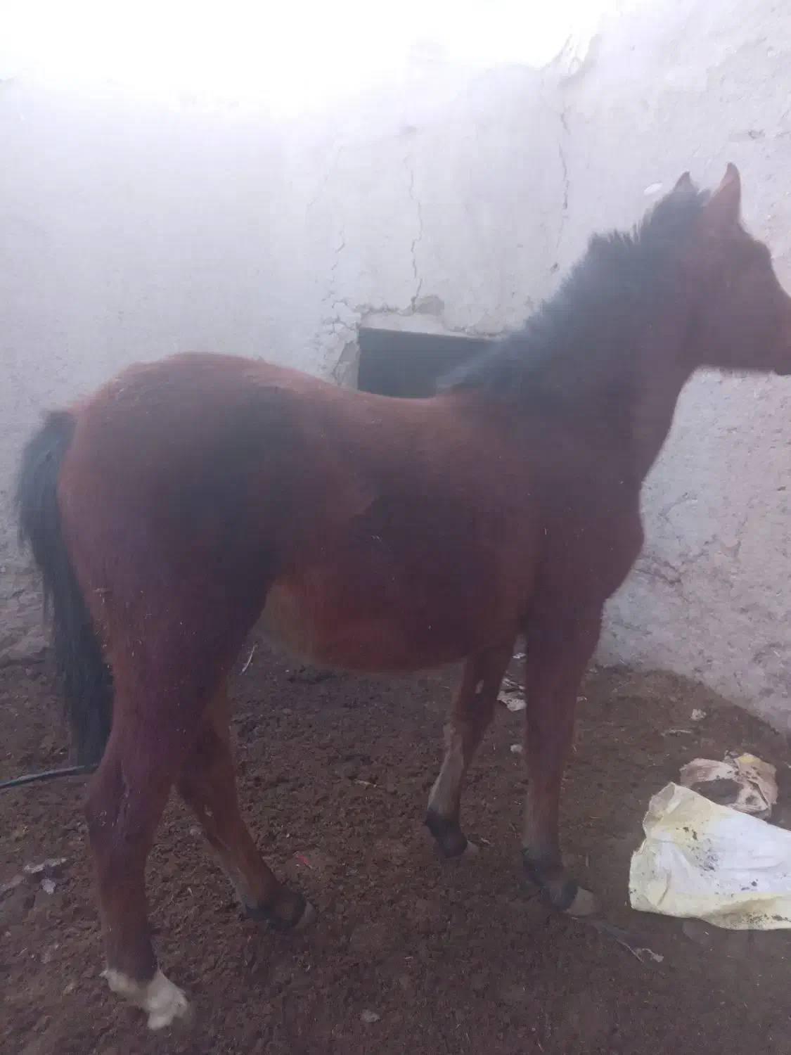 اسب|اسب و تجهیزات اسب‌سواری|کمیجان, |دیوار