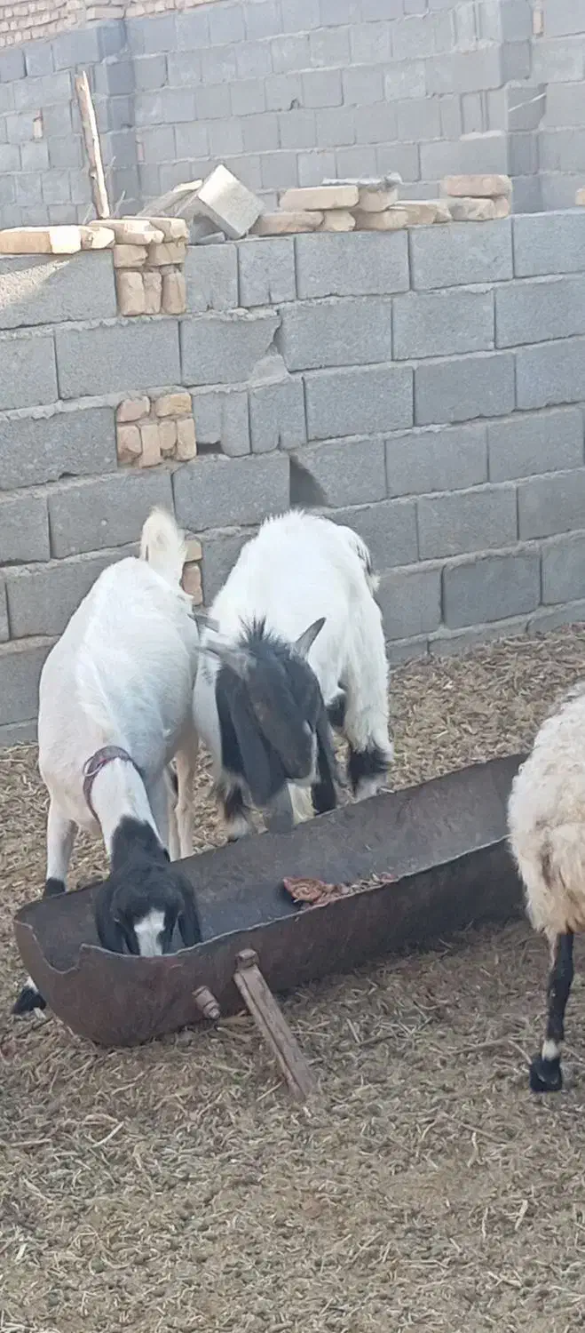 بز وکره نر|حیوانات مزرعه|مهریز, |دیوار