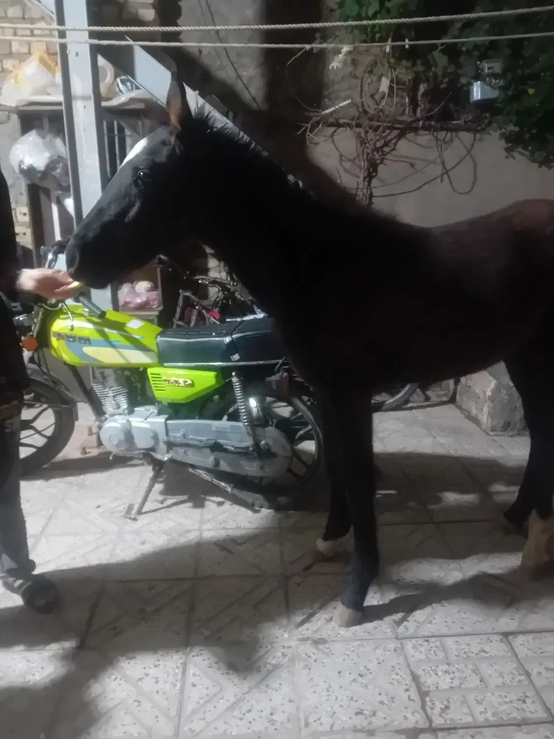 بچه اسب|اسب و تجهیزات اسبسواری|نیشابور, عطار|دیوار