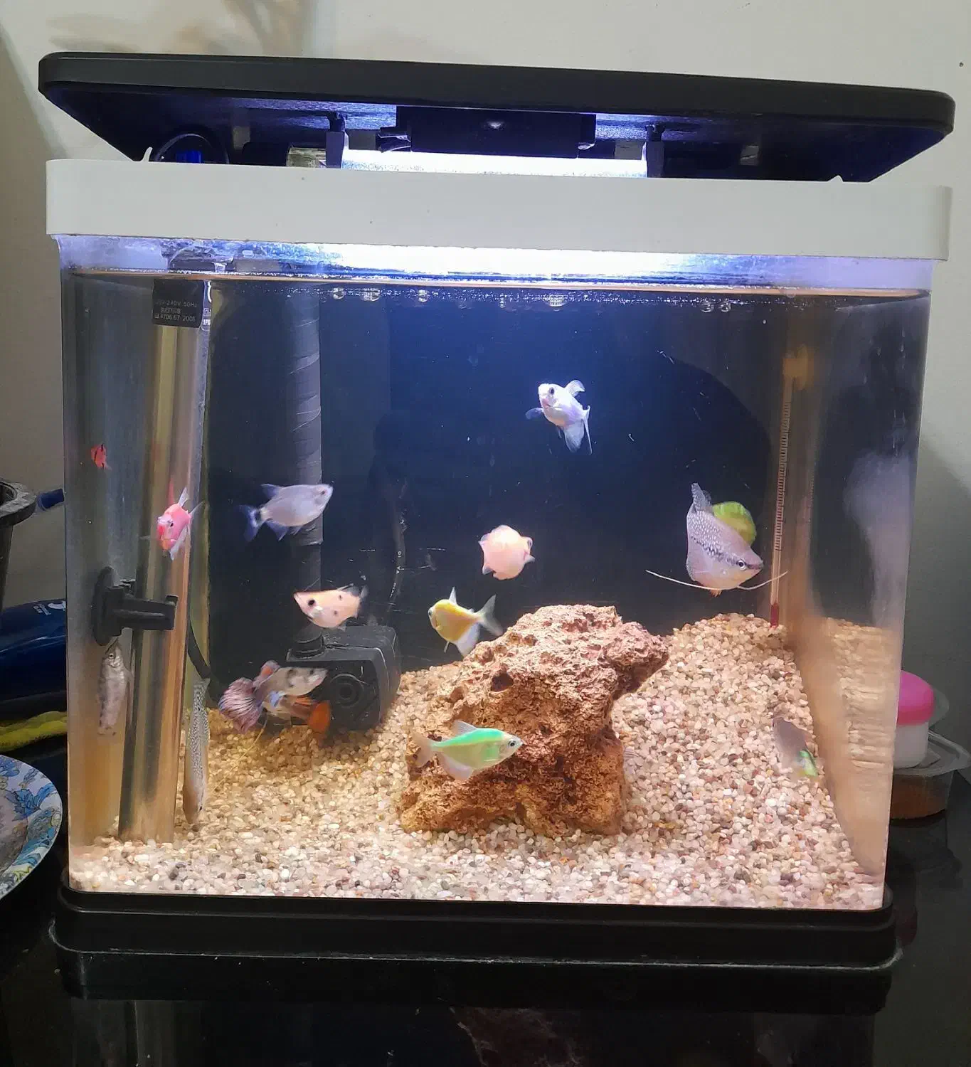 آکواریوم30×30|ماهی|مشهد, حضرت حجت|دیوار