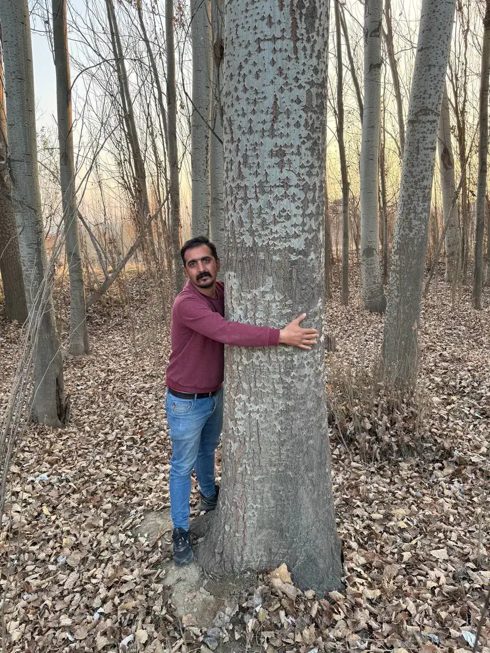 نهال صنوبر سریع چوب‌ده|خدمات باغبانی و درختکاری|ایلام, |دیوار