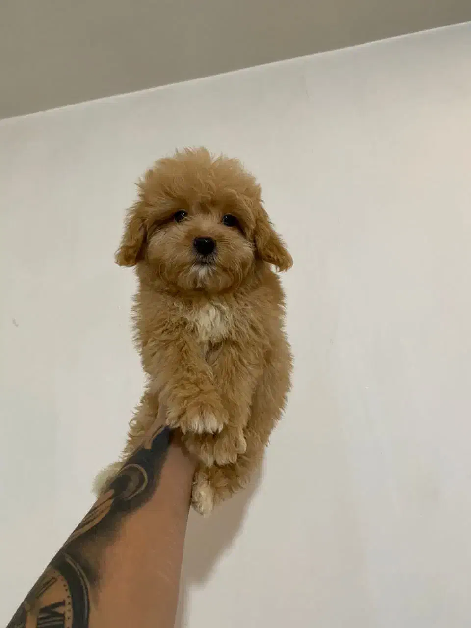 پودل های قیمت مناسب وکیفیت خوب پودل عروسکی|سگ|تهران, محمودیه|دیوار