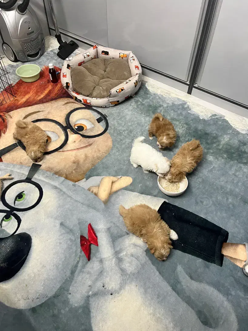 سگ دوماهه شیترو پامر|سگ|اصفهان, سپاهانشهر|دیوار