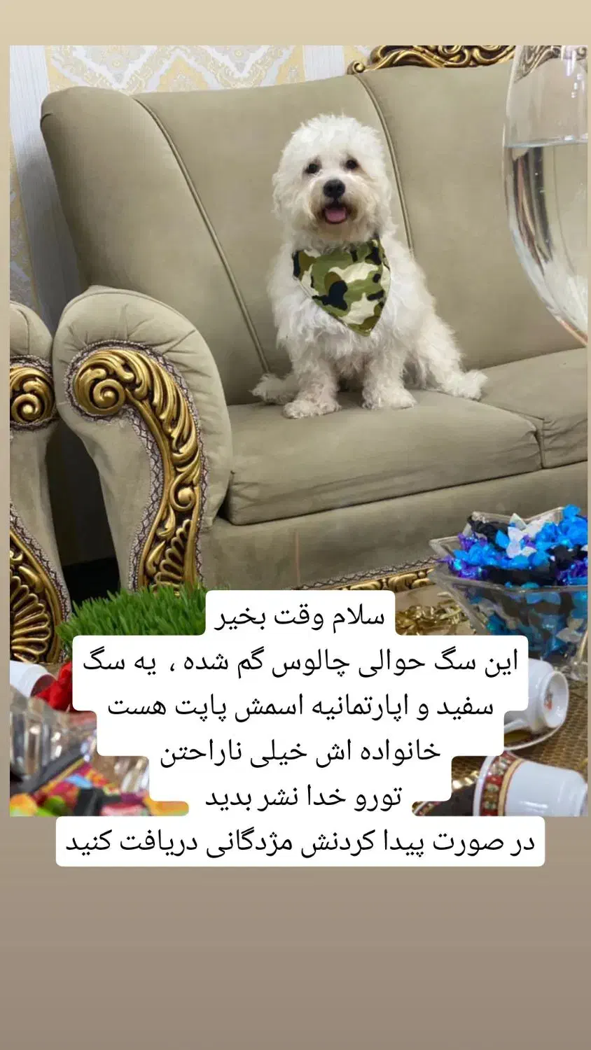 گمشده|سگ|چالوس, |دیوار