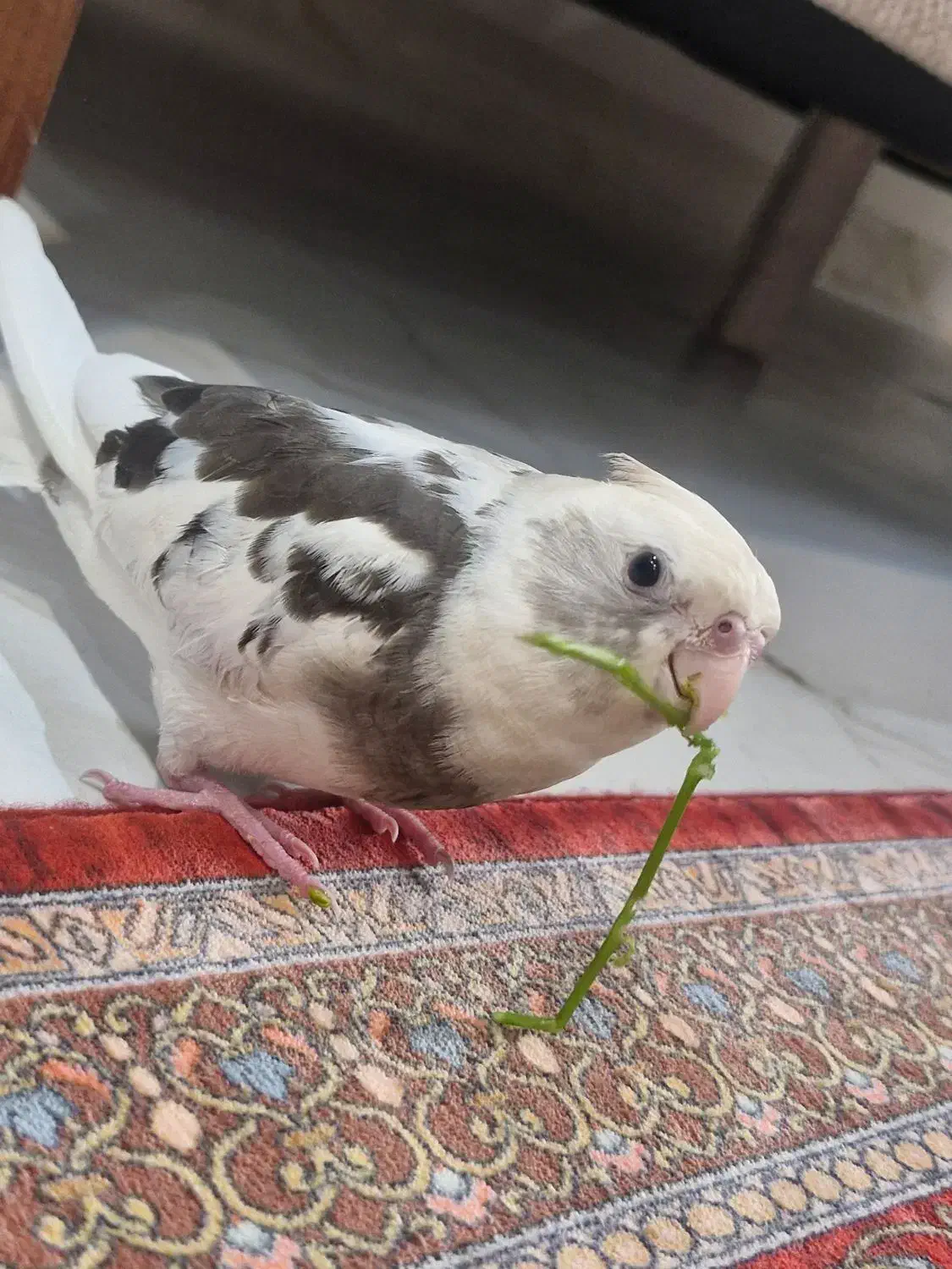 عروس وایت فیس البینو نر ۴ ماهه|پرنده|رشت, حاجی آباد|دیوار