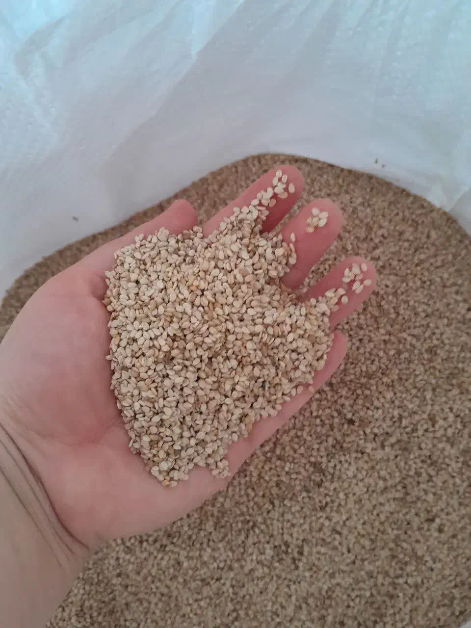 کنجد|حراج|قائمشهر, |دیوار