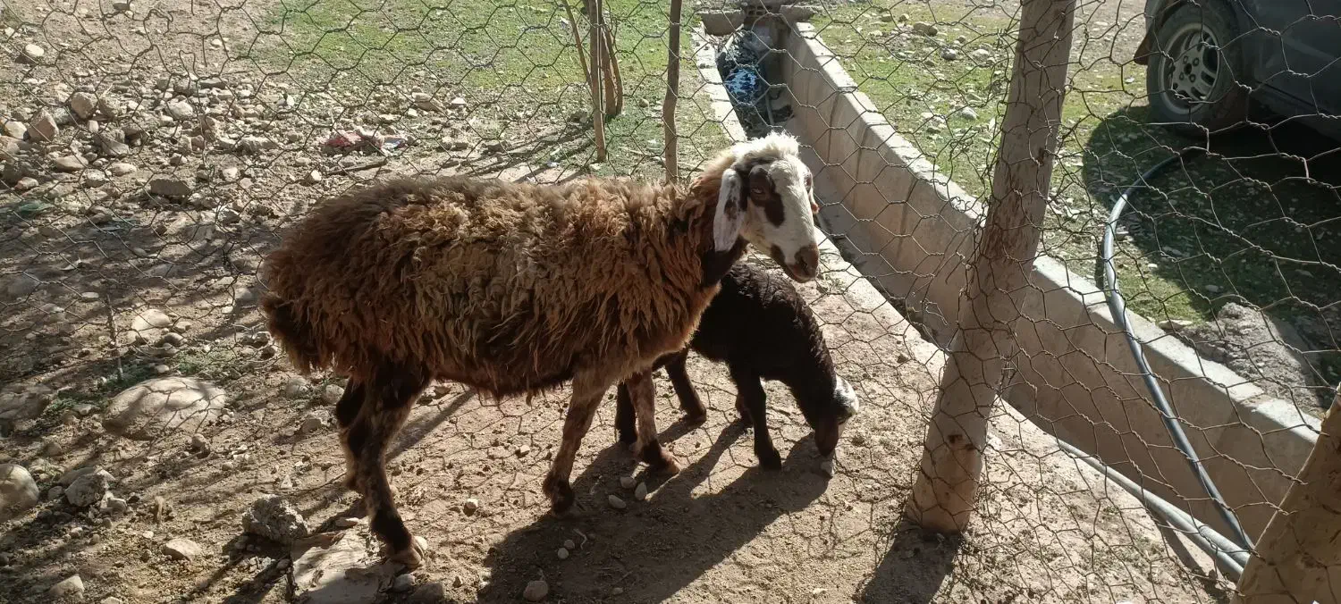 میش و بره|حیوانات مزرعه|معمولان, |دیوار