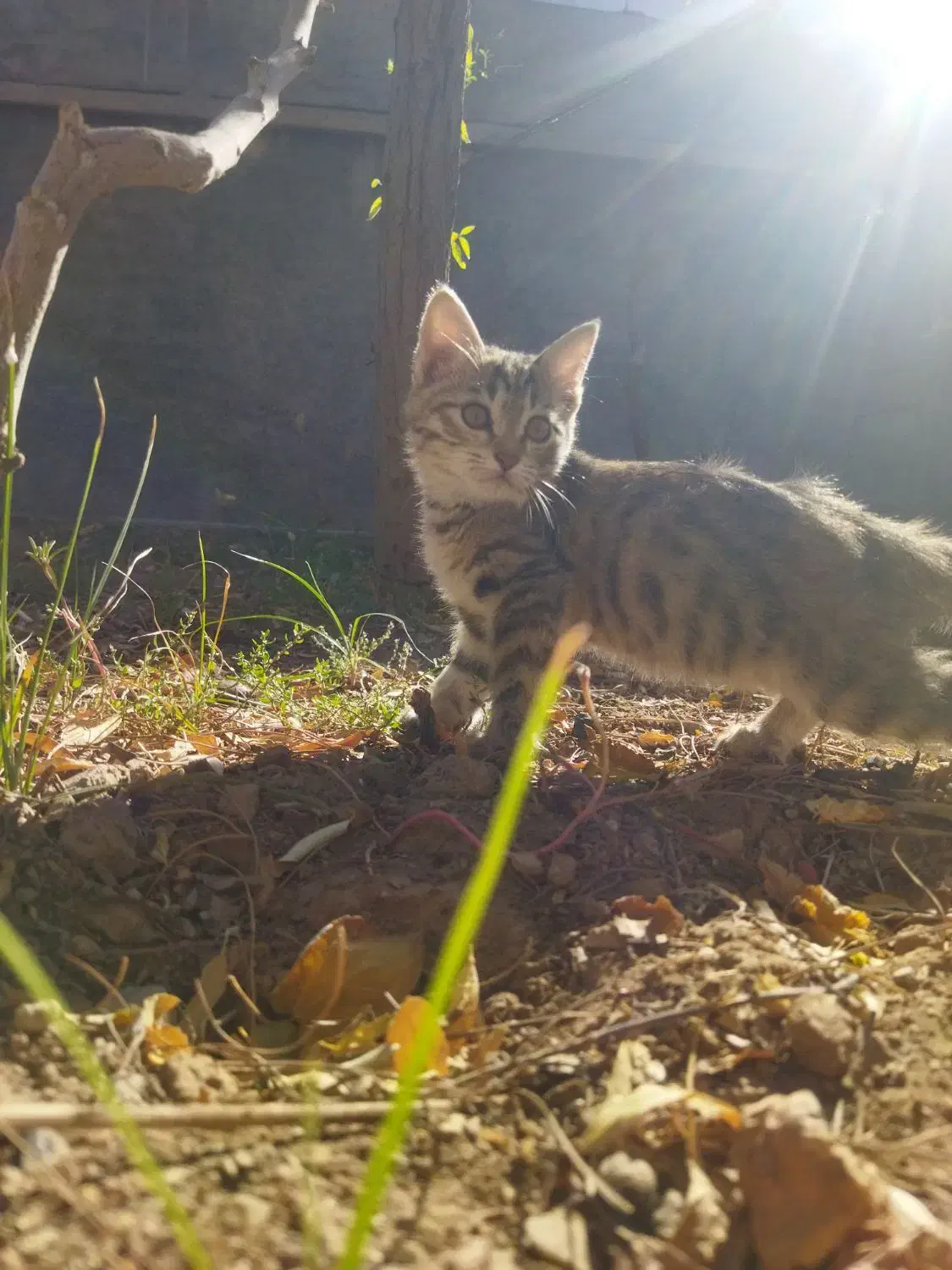 بچه گربه ماده|گربه|بیرجند, |دیوار