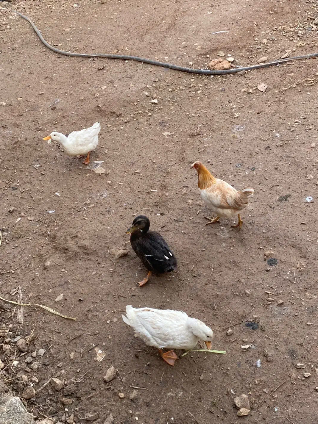 سه تا اردک|حیوانات مزرعه|جوانرود, |دیوار