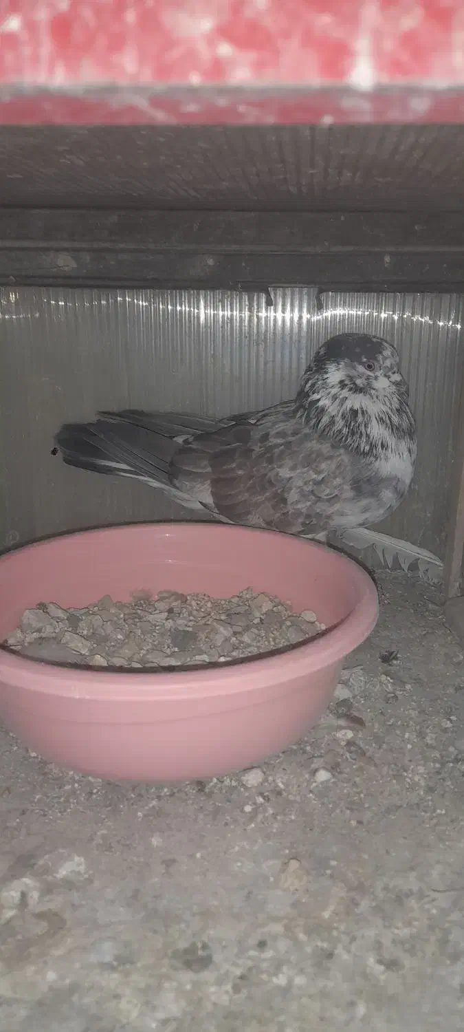 ۵تاکفتر|پرنده|ازنا, |دیوار