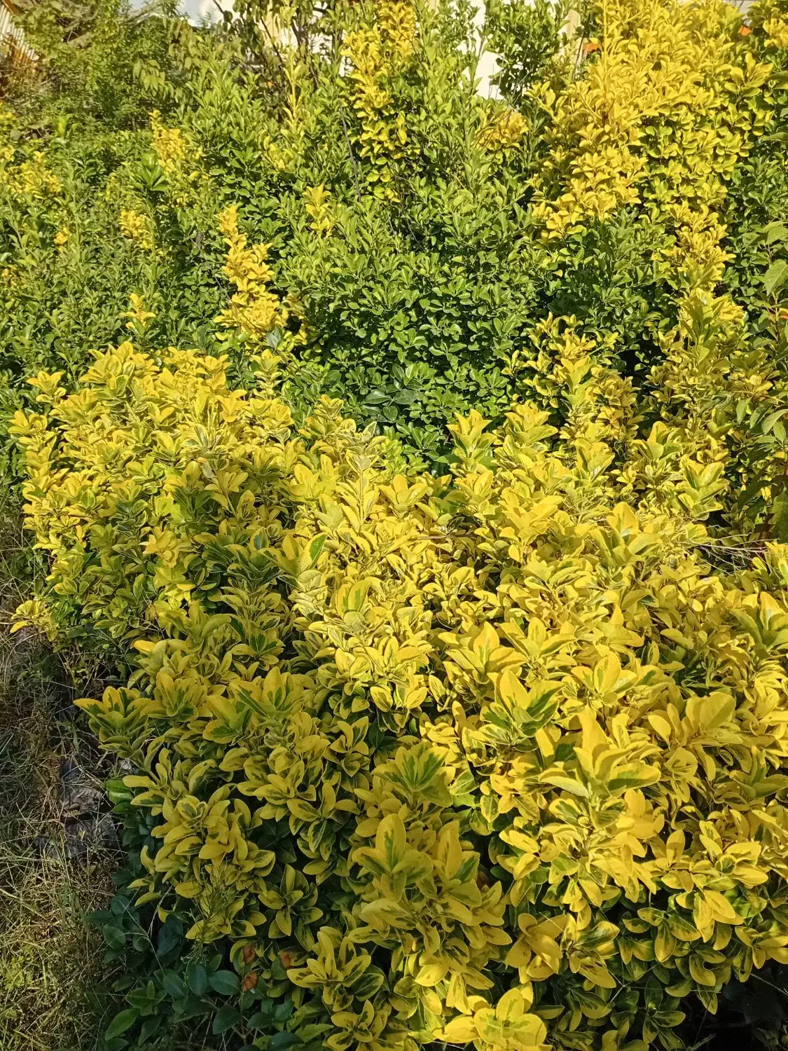شمشاد طلایی - بوته مادر|خدمات باغبانی و درختکاری|کلاچای, |دیوار