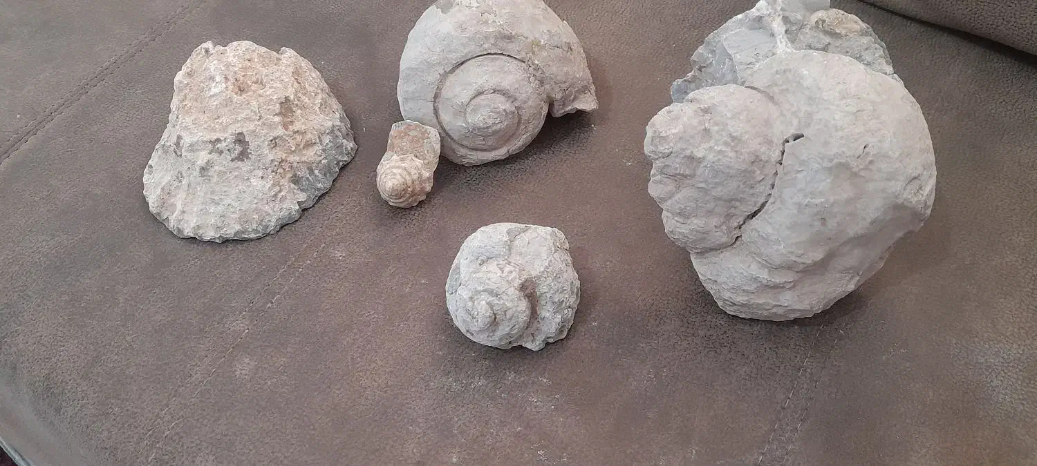 فروش فسیل صدف وحلزون|کلکسیون اشیاء عتیقه|مرودشت, بهارستان|دیوار