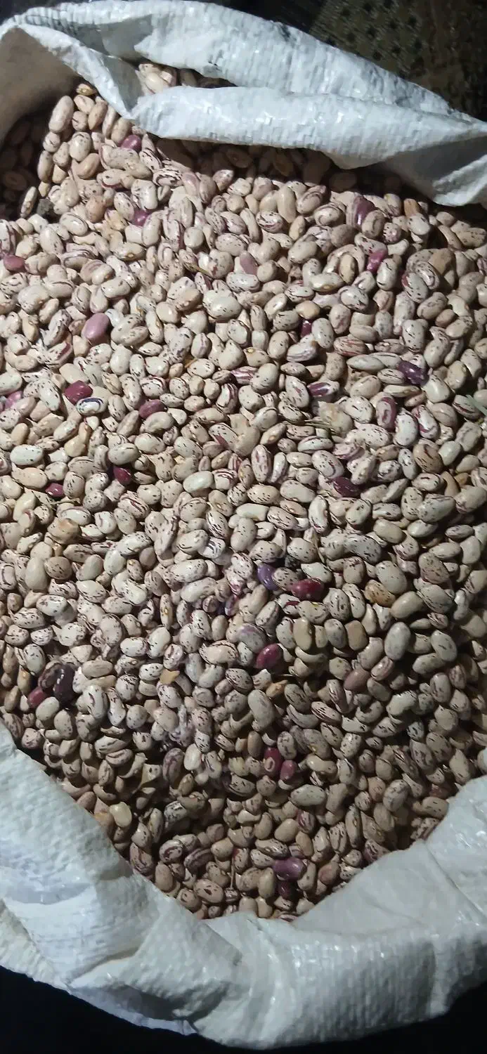 ماش|عمده‌فروشی|سیلوانه, |دیوار