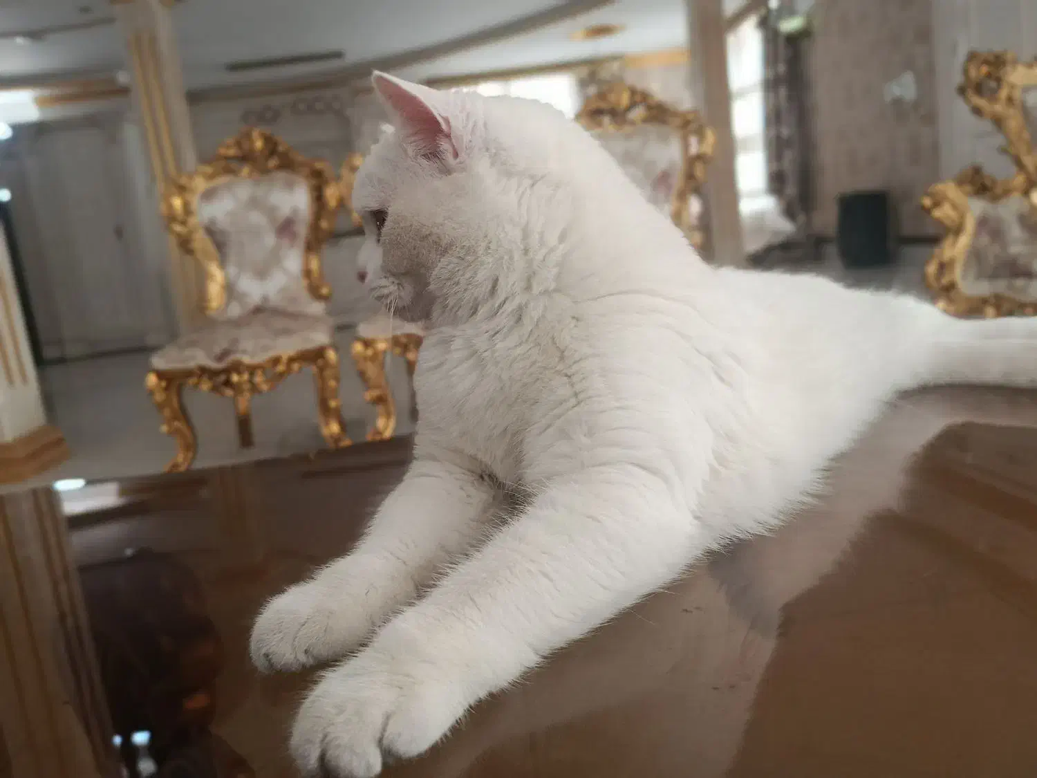 گربه بریتیش|گربه|ارومیه, |دیوار