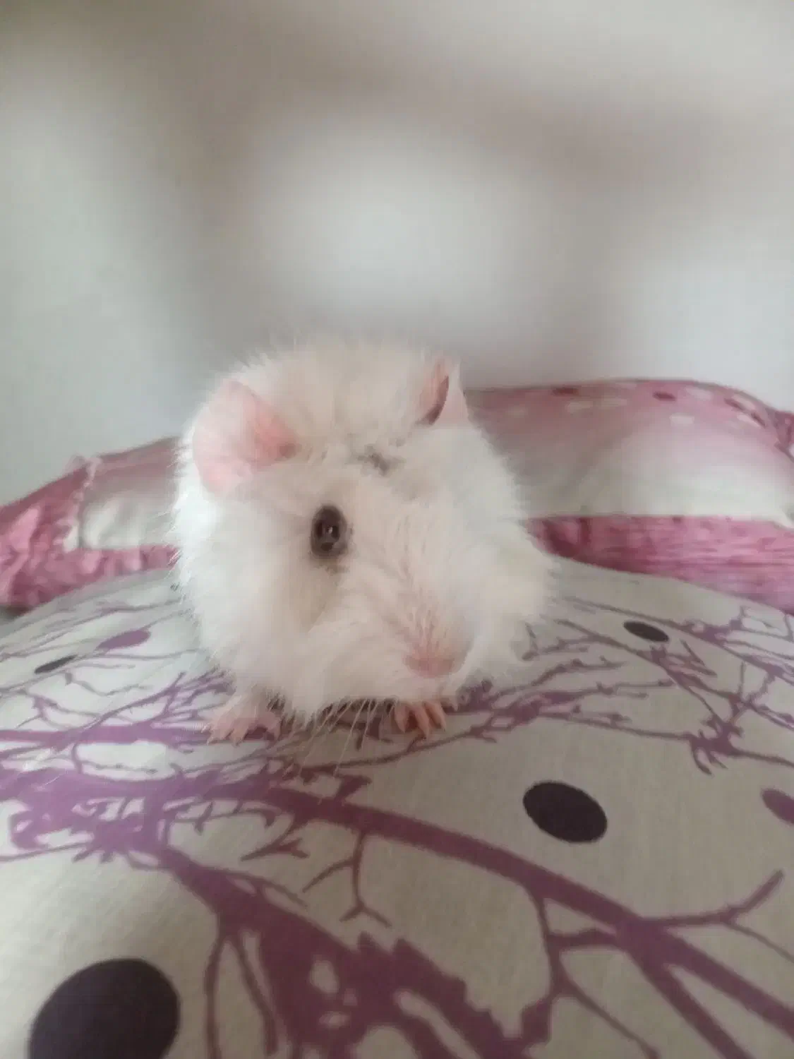 خوکچه هندی یا همستر|موش و خرگوش|مشهد, مشهدقلی|دیوار