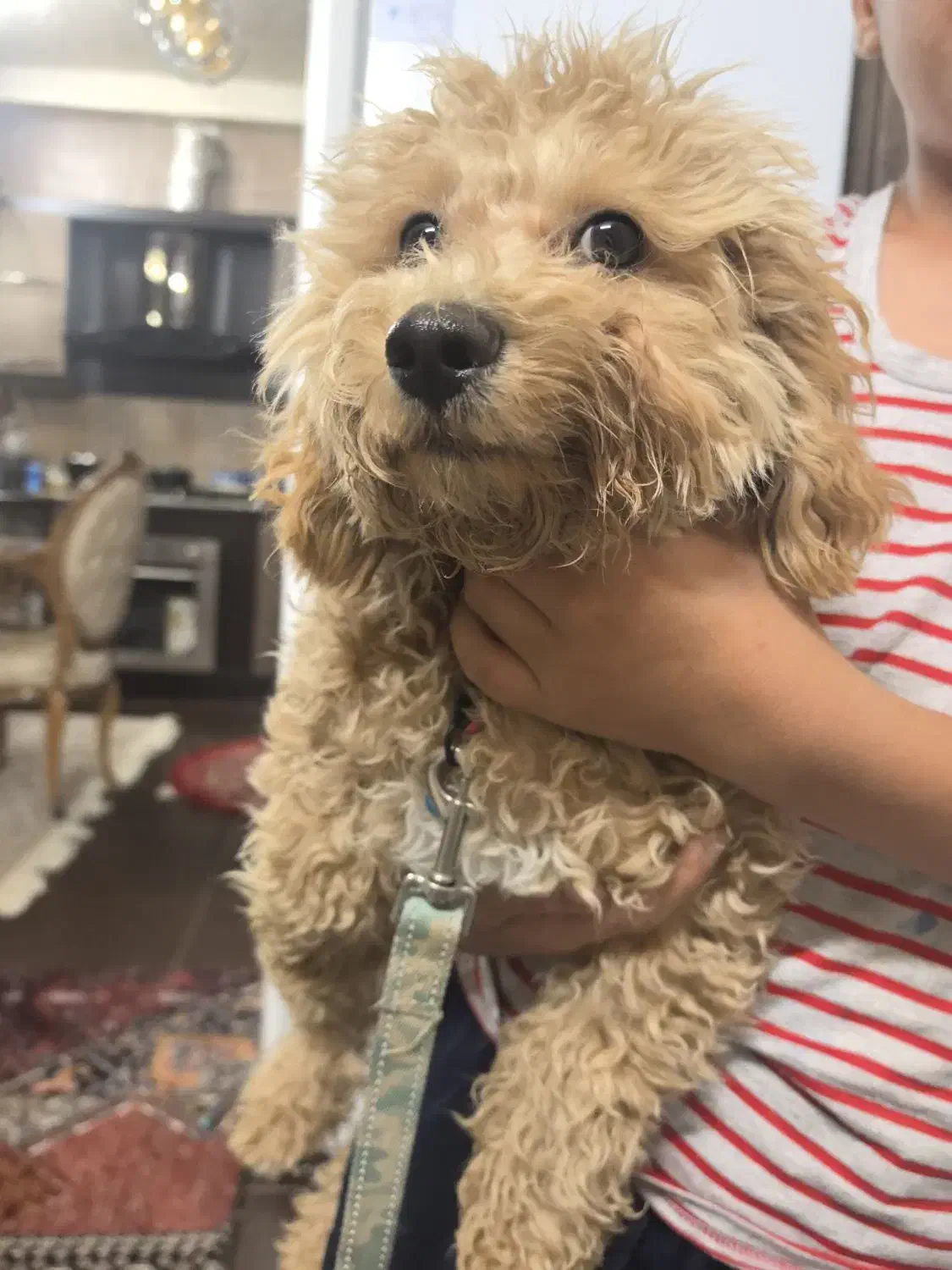 فروش سگ پودل|سگ|شاهینشهر, فردوسی|دیوار