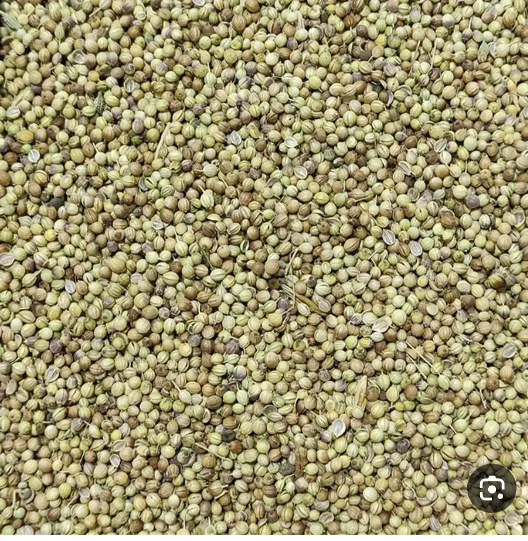 گشنیز|گل و گیاه طبیعی|کنگاور, |دیوار