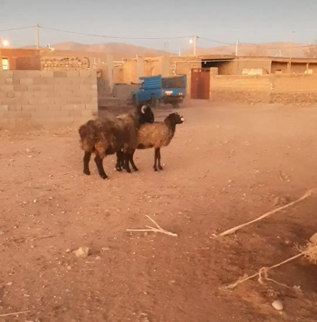 فروش کوه قوچ ته سیاه شاخی میش رون. بره .بز|حیوانات مزرعه|شیراز, گویم|دیوار