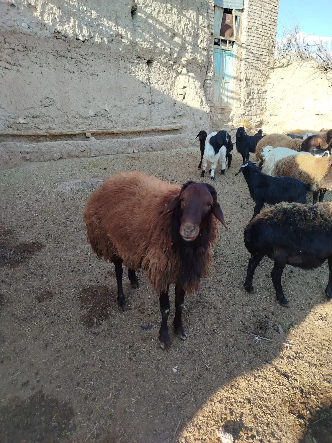 قوچ|حیوانات مزرعه|صفی آباد, |دیوار