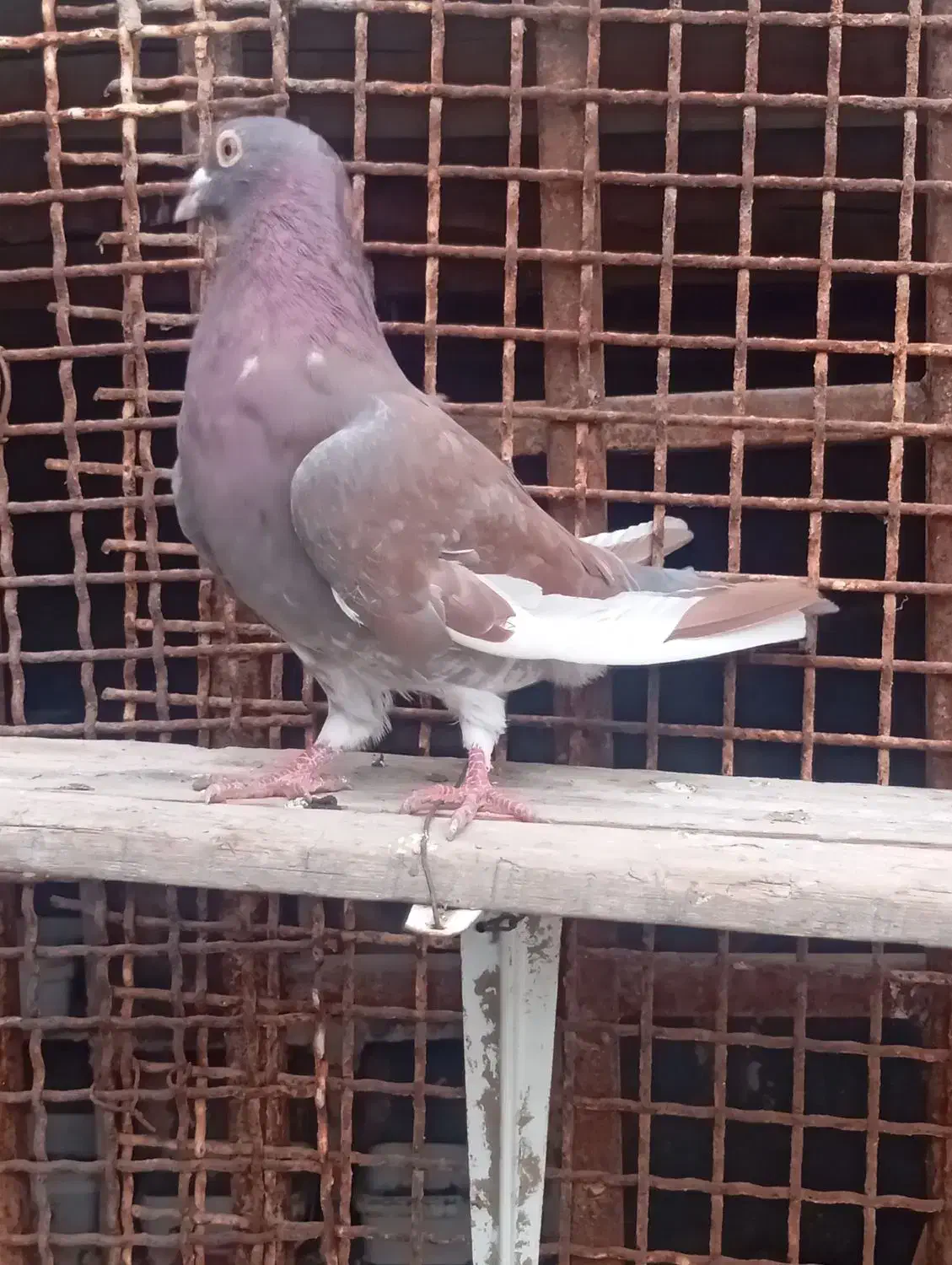 پلاکی نر|پرنده|میناب, |دیوار