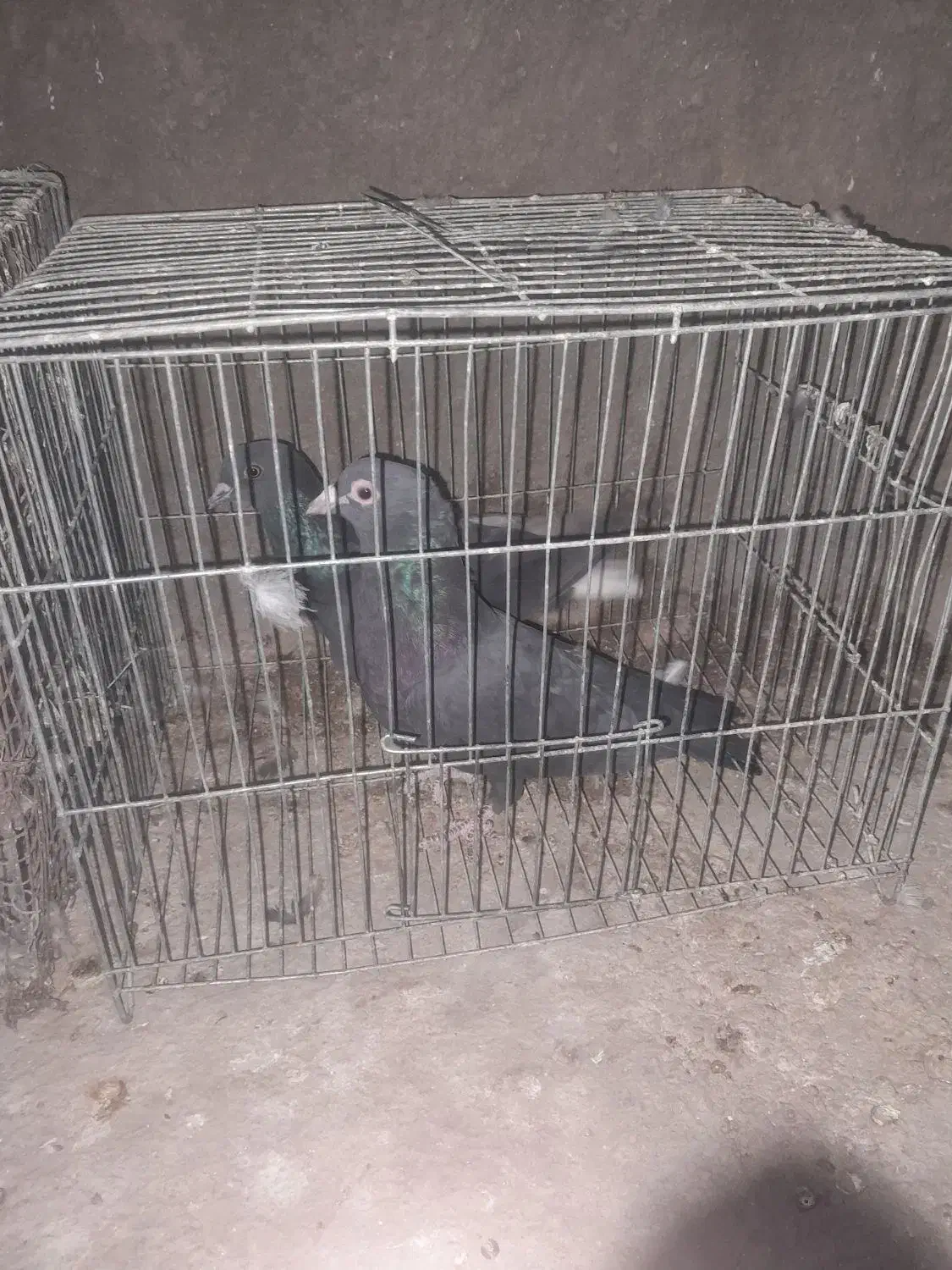 کبوتر|پرنده|زرند, |دیوار