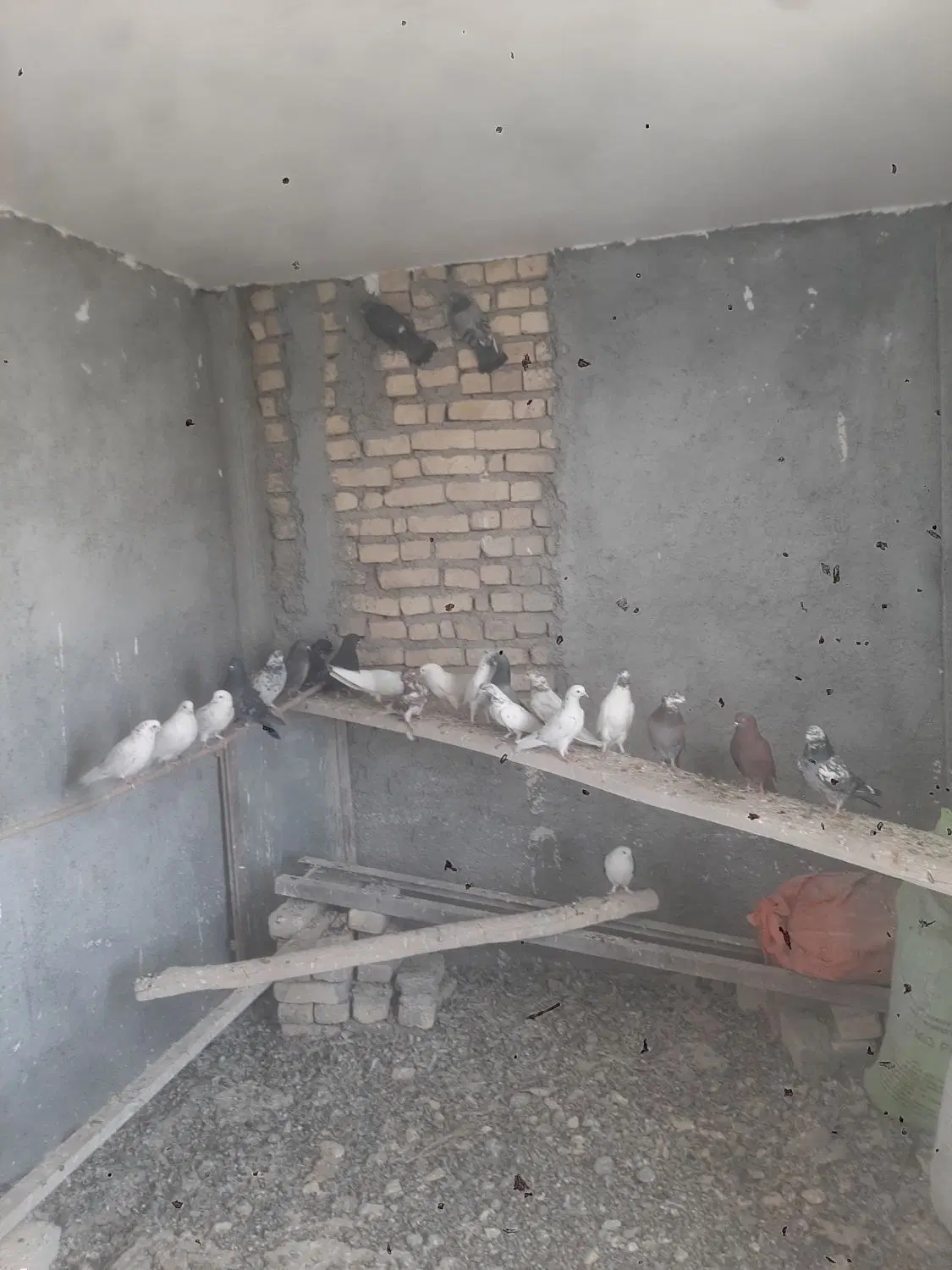 کبوتر|پرنده|معصومیه, |دیوار