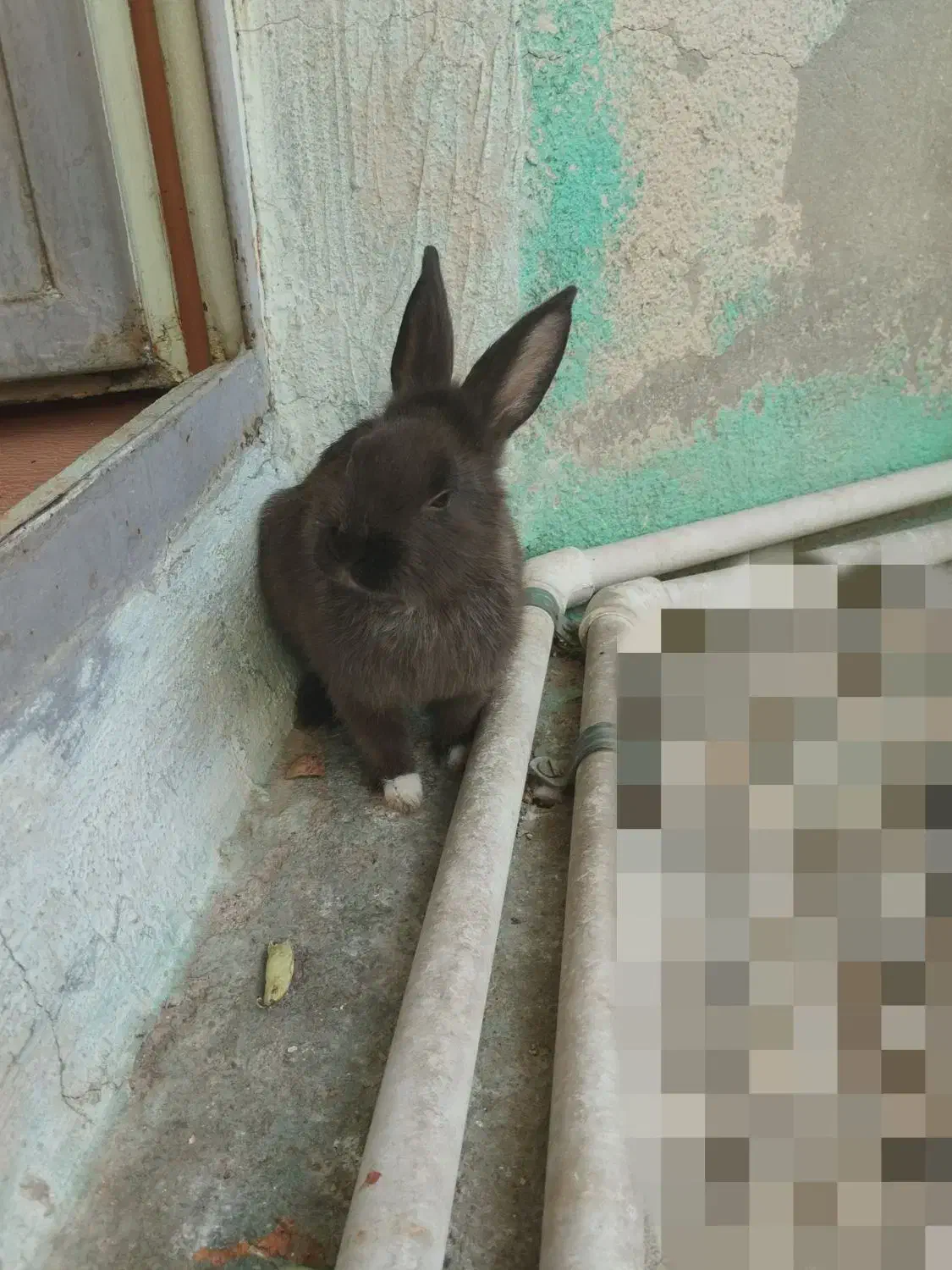 خرگوش لپ دار بهترین نژاد دو رگه هستش|موش و خرگوش|دوگنبدان, |دیوار