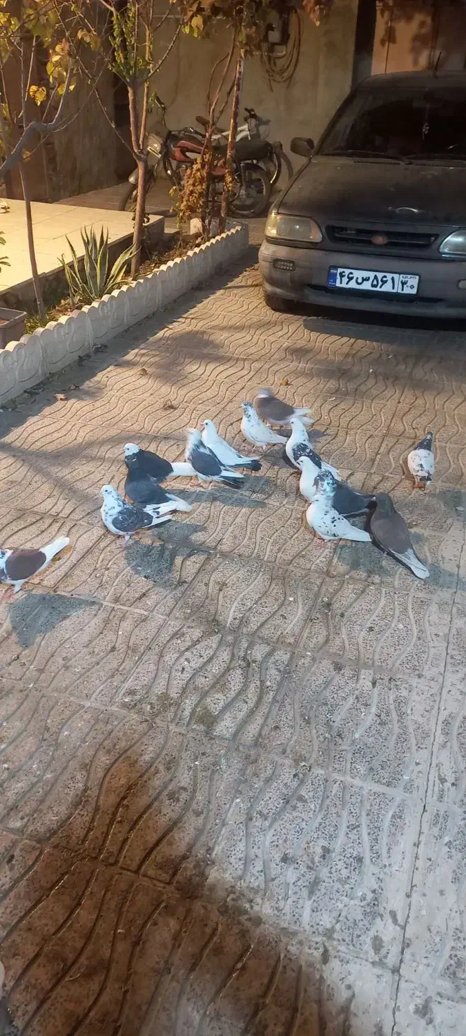 تعداد ۱۵ عددکفتر تهرانی|پرنده|بشاریات, |دیوار