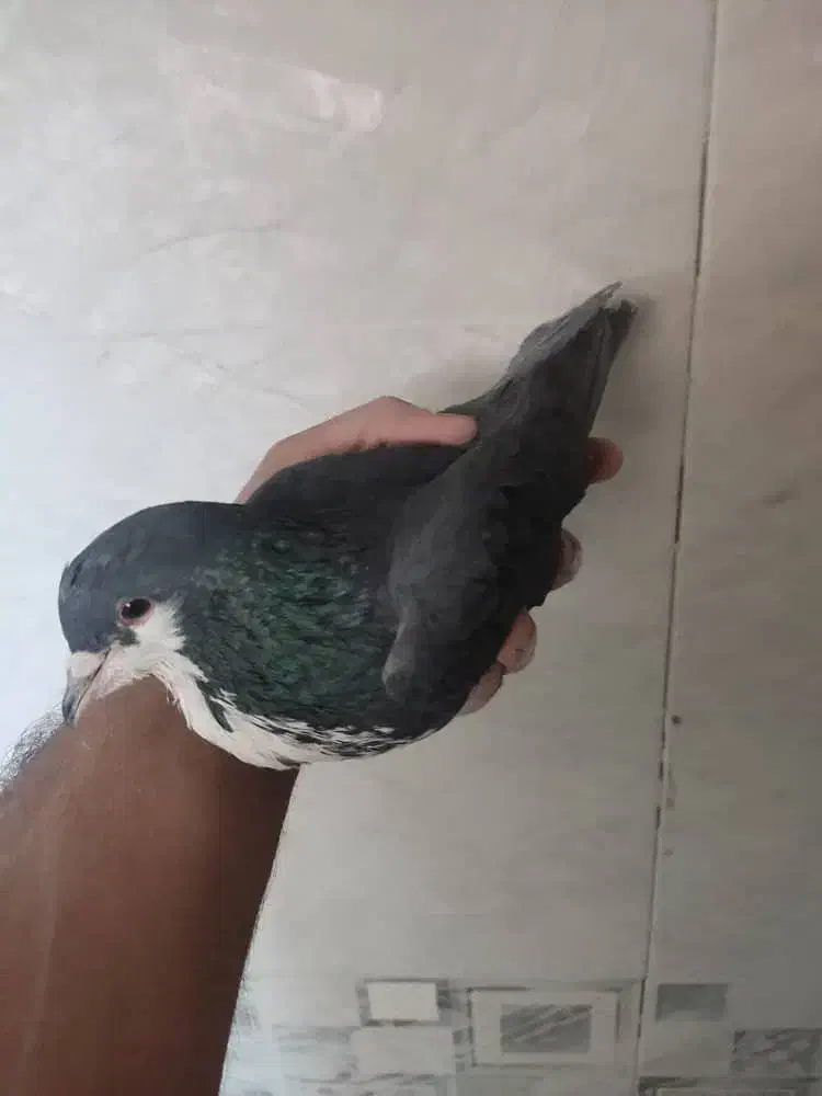 گلی وزاغ ریشی|پرنده|زرند, |دیوار