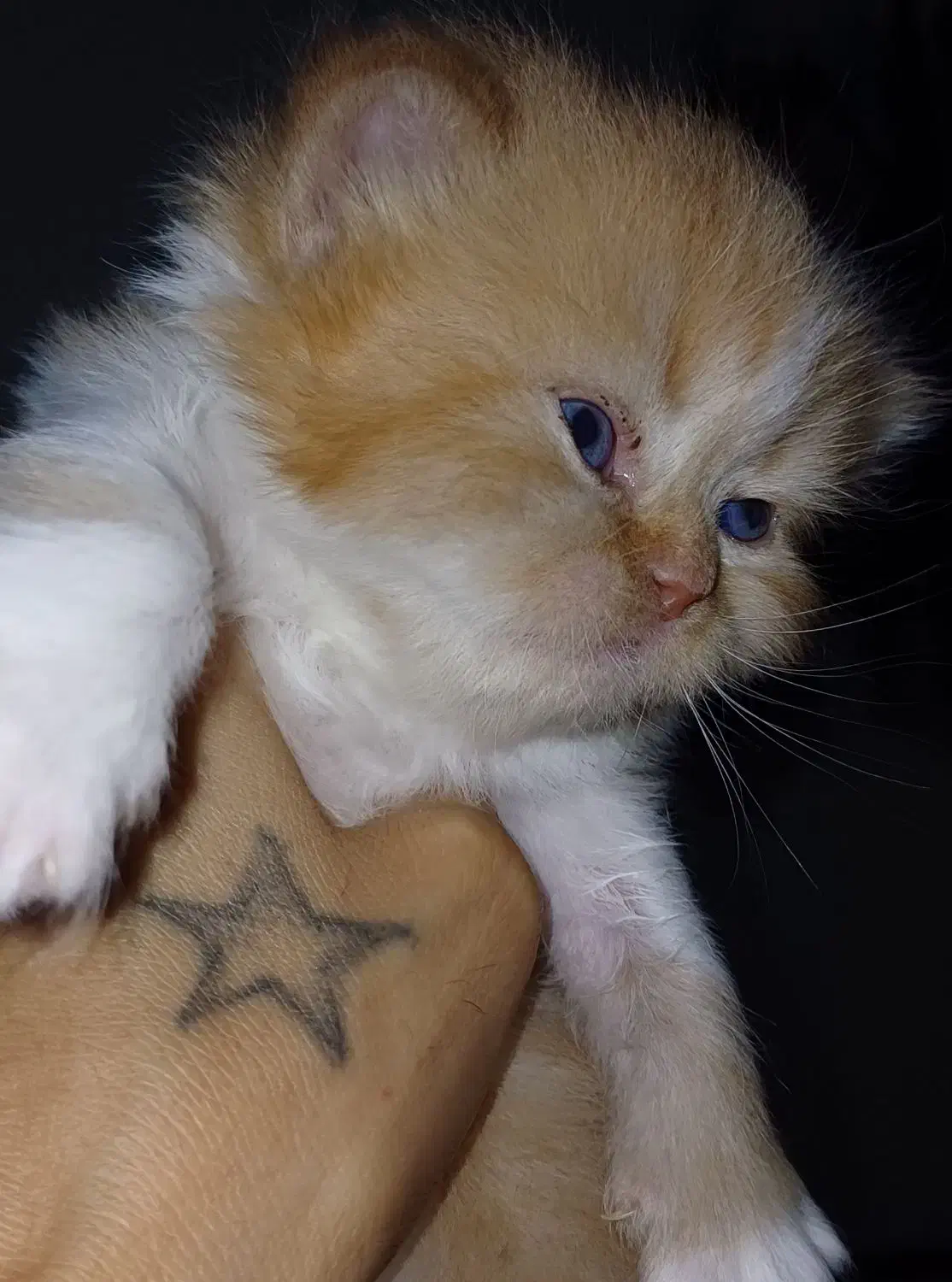 گربه پرشین|گربه|گرگان, |دیوار