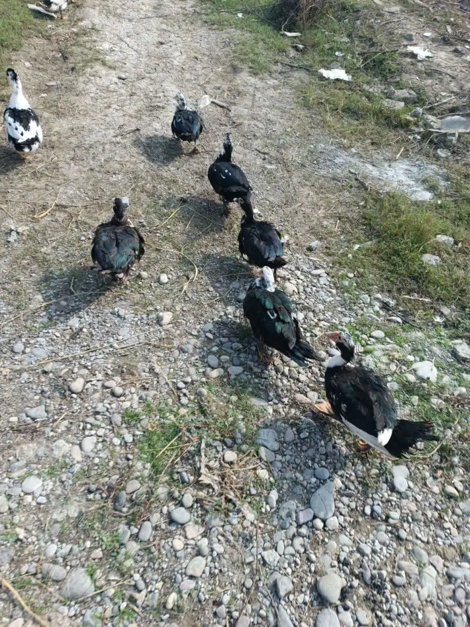 فروش اردک ماده اسرائیلی|حیوانات مزرعه|رشت, پیرکلاچای|دیوار