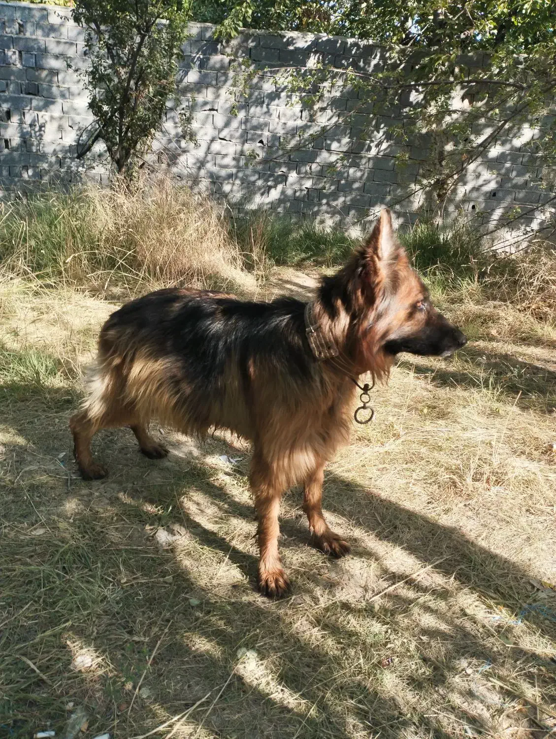 ژرمن کینگ مو بلند ماده|سگ|تهران, شهرک امام خمینی|دیوار