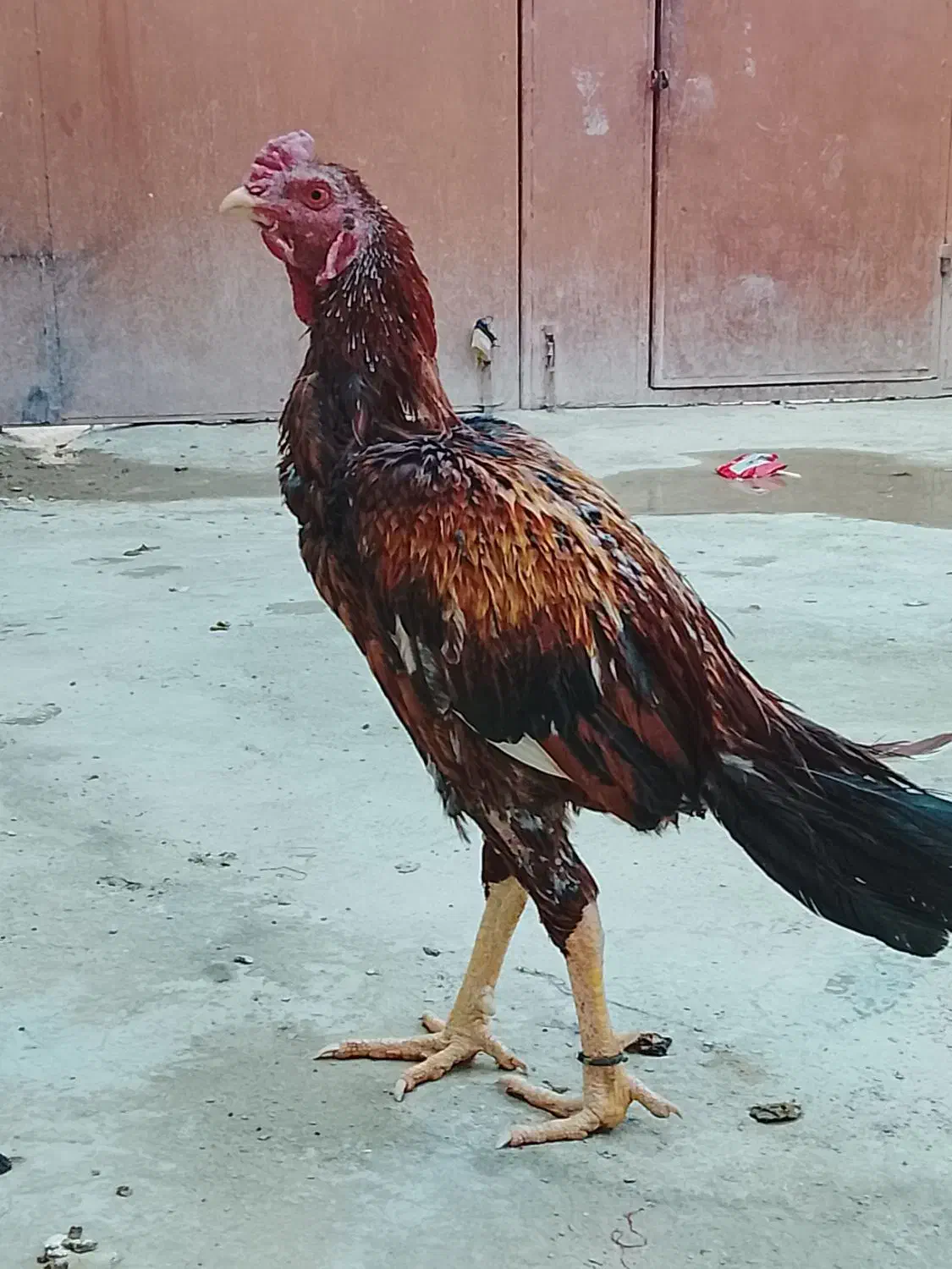 لاری|حیوانات مزرعه|سراوان, |دیوار