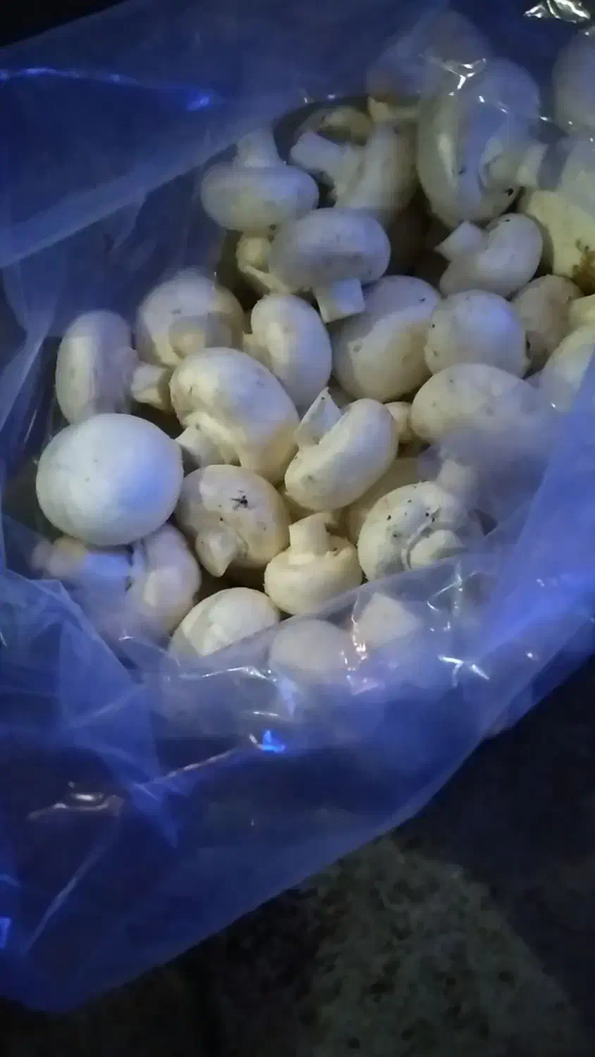 قارچ درجه ۱|خوردنی و آشامیدنی|مشهد, امیریه|دیوار