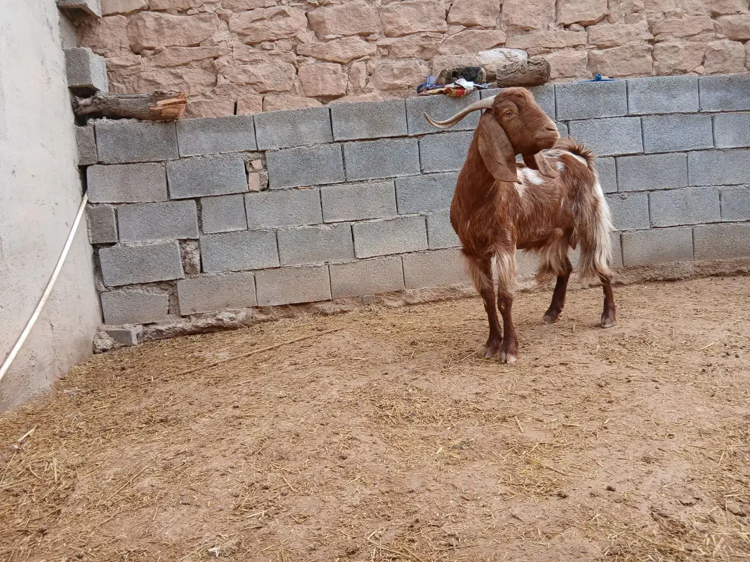 بزجوان|حیوانات مزرعه|شوشتر, |دیوار